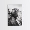 Curious Otter