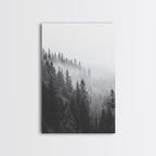 Misty Forest