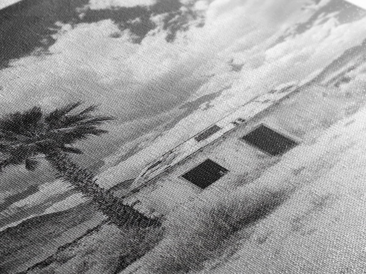 Palm Tree