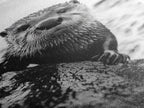 Curious Otter