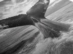 Whale Tail Splash
