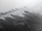 Misty Forest
