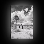 Palm Tree