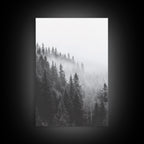 Misty Forest